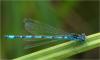 Coenagrion mercuriale