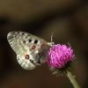 263493 – Photo : Mathurin CARNET – Italie