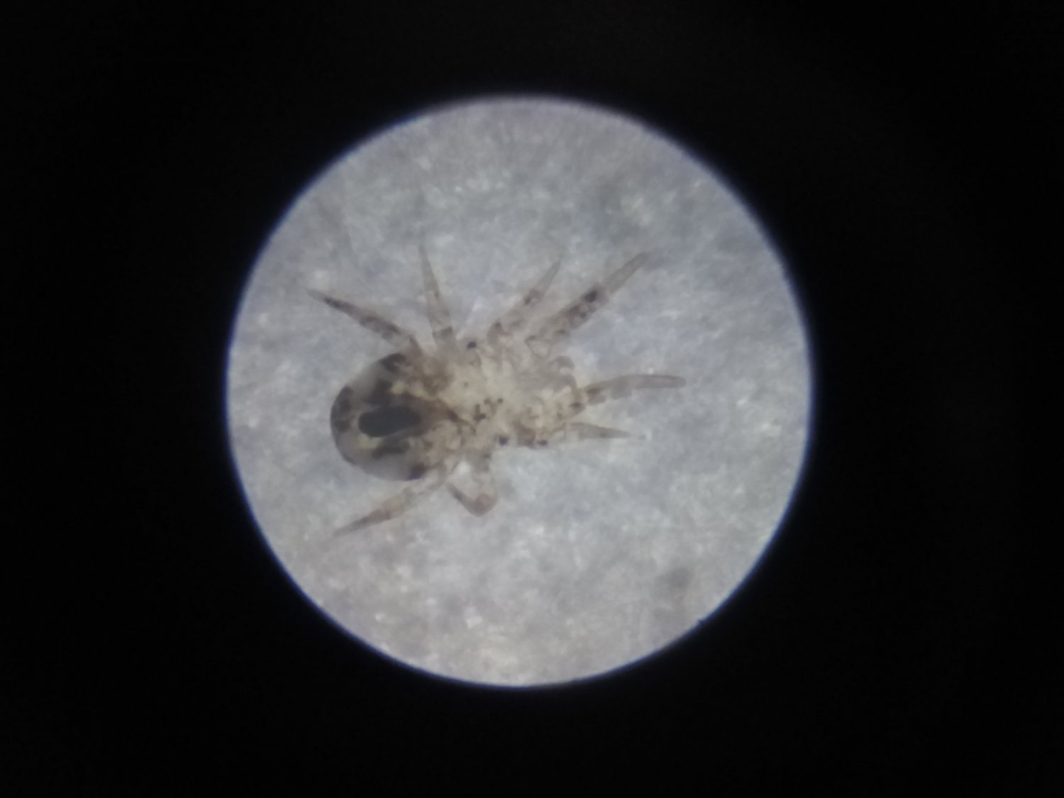 Fabienbis - Dermatophagoides pteronyssinus - réf. 263014 (1500 x 1125 pixels, 77 ko)