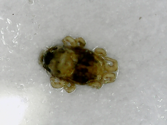 Fabienbis - Dermatophagoides pteronyssinus - réf. 263308 (640 x 480 pixels, 173 ko)