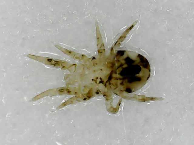 Fabienbis - Dermatophagoides pteronyssinus - réf. 263309 (640 x 480 pixels, 189 ko)