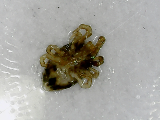 Fabienbis - Dermatophagoides pteronyssinus - réf. 263310 (640 x 480 pixels, 180 ko)