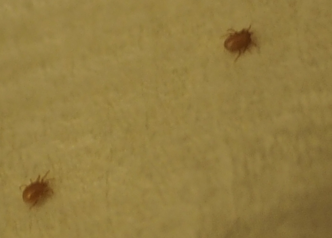 Anonyme - Dermatophagoides pteronyssinus - réf. 263156 (1080 x 775 pixels, 114 ko)