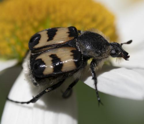 Réf. 264 843 : Trichius sp.