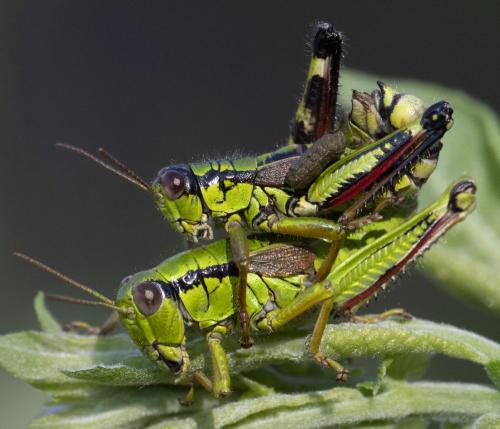 Miramella alpina subalpina