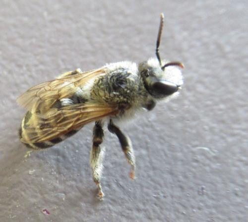 Melitta leporina