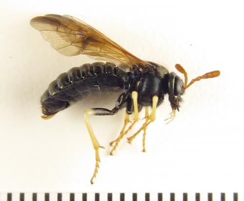 Abia nitens