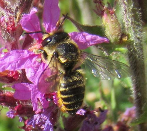 Megachile sp.