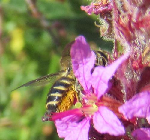 Megachile sp.