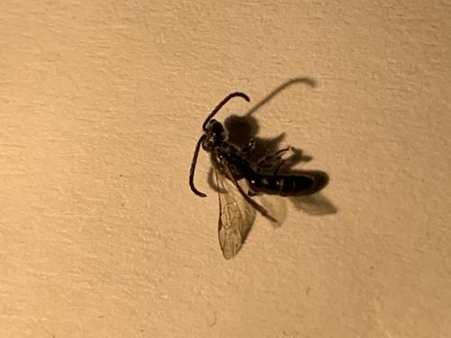 Lasioglossum sp.