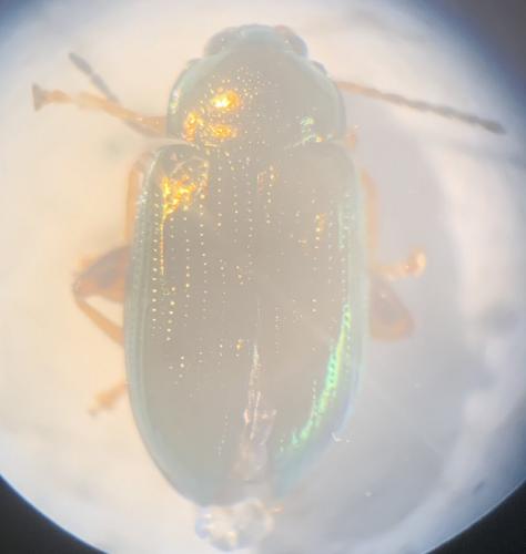 Réf. 264 918 : Crepidodera aurea