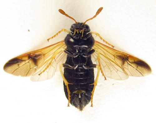 Abia nitens