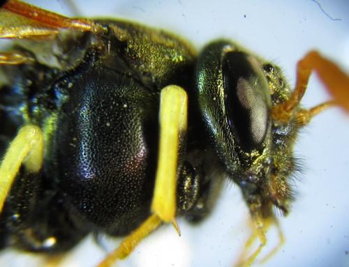 Abia nitens