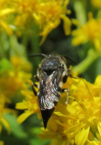 Réf. 264 732 : Coelioxys sp.