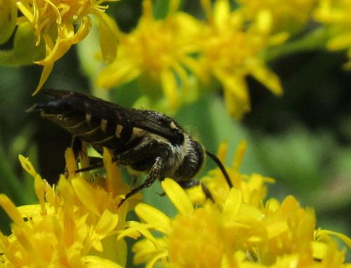 Réf. 264 730 : Coelioxys sp.