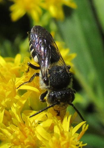 Réf. 264 731 : Coelioxys sp.