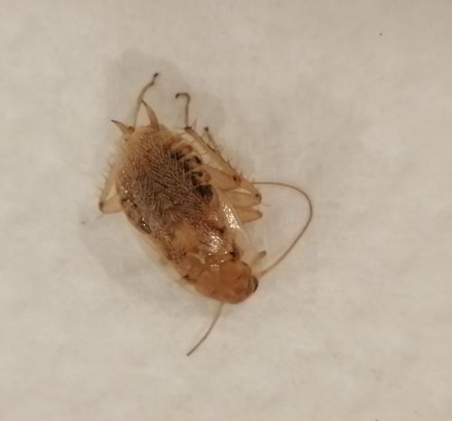 Planuncus vinzi