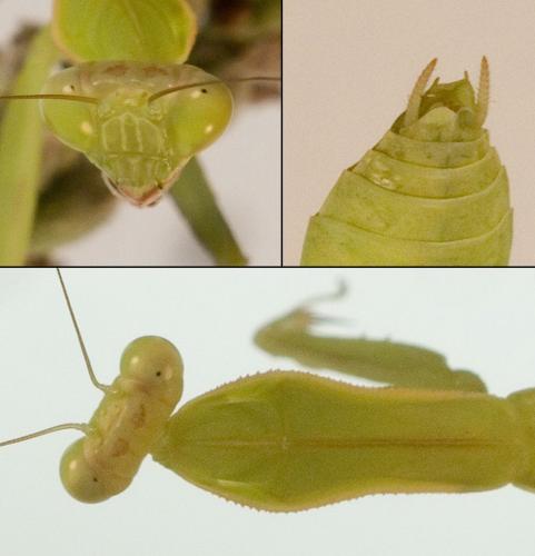 Réf. 264 350 : Hierodula patellifera