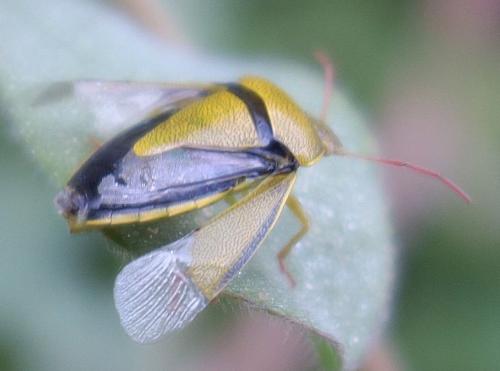 Piezodorus lituratus