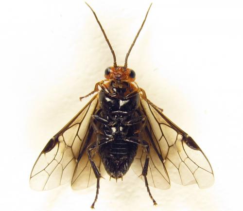 Réf. 264 238 : Hemichroa australis