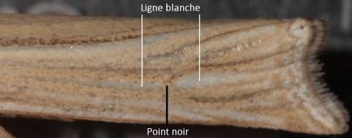 Réf. 264 678 : Ancylolomia tentaculella