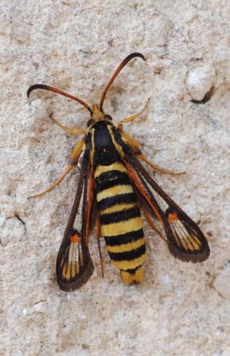 Bembecia sp.