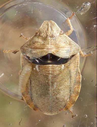 Réf. 264 333 : Eurygaster testudinaria