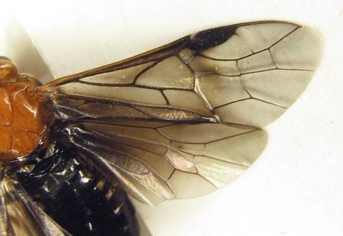Hemichroa australis