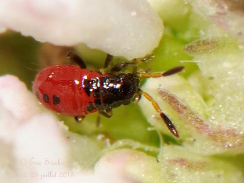 Réf. 264 149 : Acompus rufipes