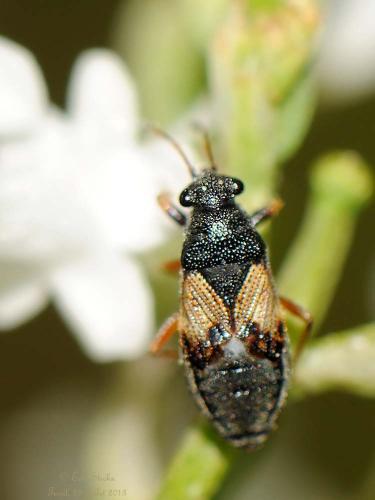 Acompus rufipes