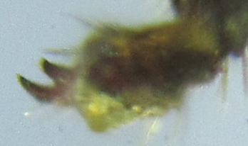 Hemichroa australis