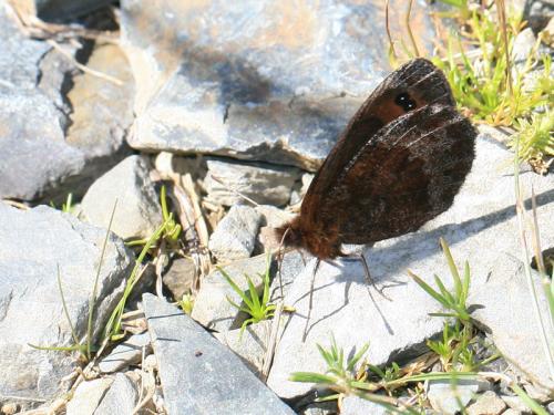 Erebia pronoe