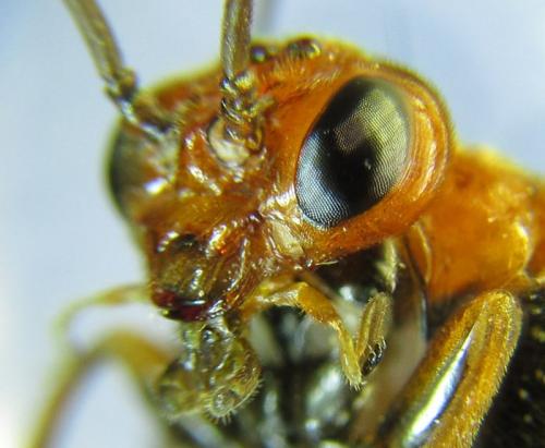 Hemichroa australis