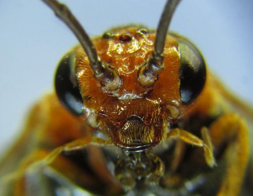 Hemichroa australis