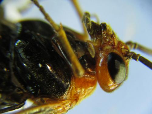 Réf. 264 244 : Hemichroa australis