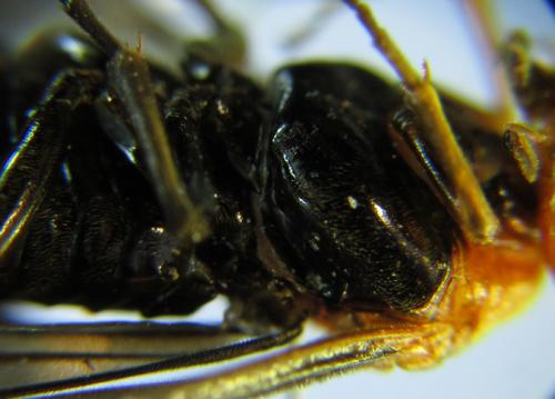 Hemichroa australis