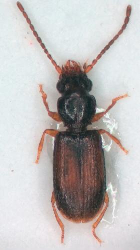 Perileptus areolatus