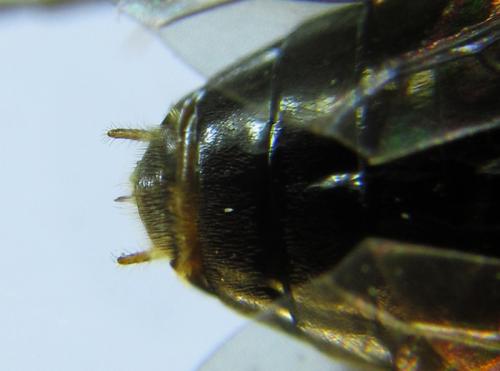 Réf. 264 246 : Hemichroa australis