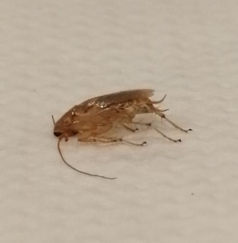 Planuncus vinzi