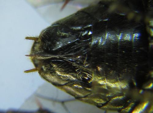 Hemichroa australis