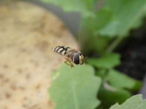 Eupeodes corollae