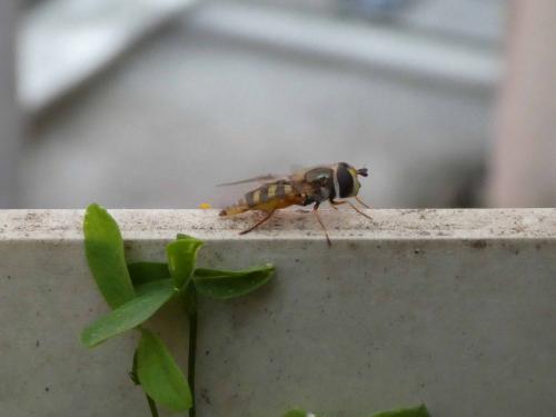 Eupeodes corollae