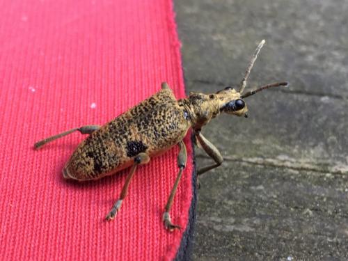 Réf. 264 885 : Rhagium mordax