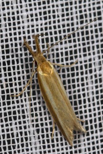 Réf. 264 229 : Pleurota aristella
