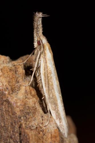Réf. 264 230 : Pleurota aristella