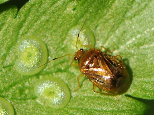 Monalocoris filicis