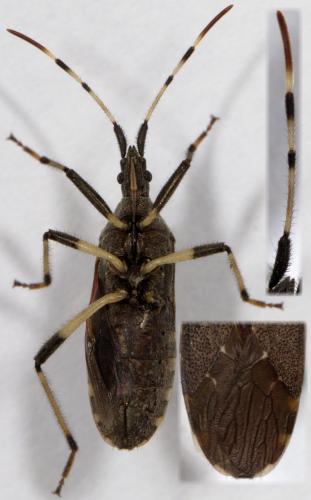 Réf. 264 385 : Dicranocephalus agilis