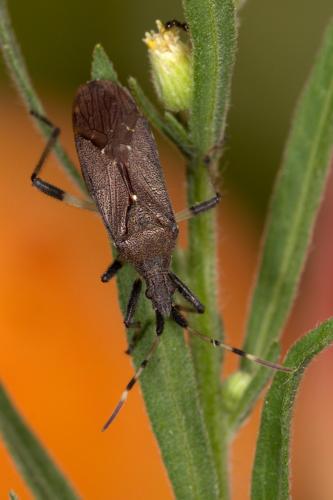 Réf. 264 383 : Dicranocephalus agilis