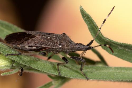 Réf. 264 384 : Dicranocephalus agilis