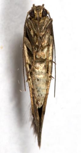 Réf. 264 518 : Scythris limbella